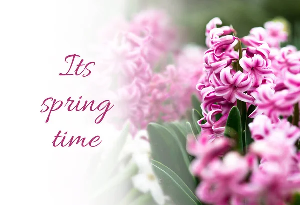 Spring Postcard Its Spring Time Pink Hyacinths — Stock Photo, Image