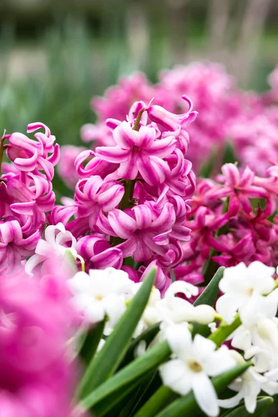 City Park Spring Pink Hyacinths Close Spring Postcard — стоковое фото