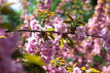 Kiraz çiçekleri. Parkta güzel bir bahar