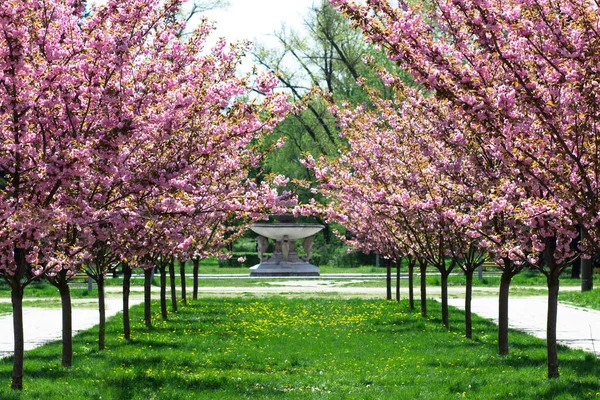 Ukraine Zaporozhye Oak Grove Cherry Alley Blooming Beautiful Alley — Fotografia de Stock