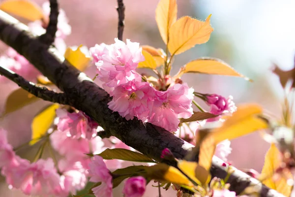 Çiçek açan kiraz çiçekleri. Güzel bir bahar kartpostalı. Seçici odak