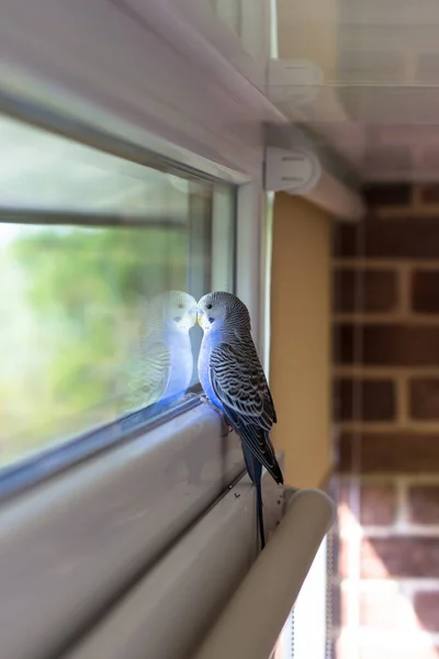 Budgerigar Azul Olha Pela Janela Papagaio Varanda — Fotografia de Stock