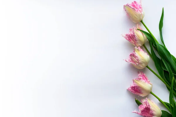 Tulipány Bílém Pozadí Pohlednice Textovým Prostorem Pět Růžových Tulipánů Royalty Free Stock Fotografie