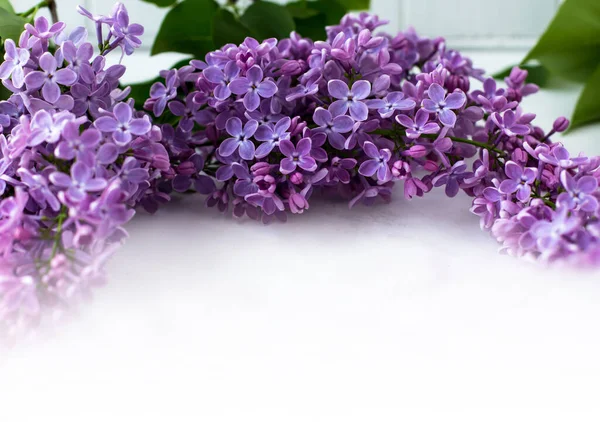 Lilac Frame Space Text Floral Frame White Background — Stock Photo, Image