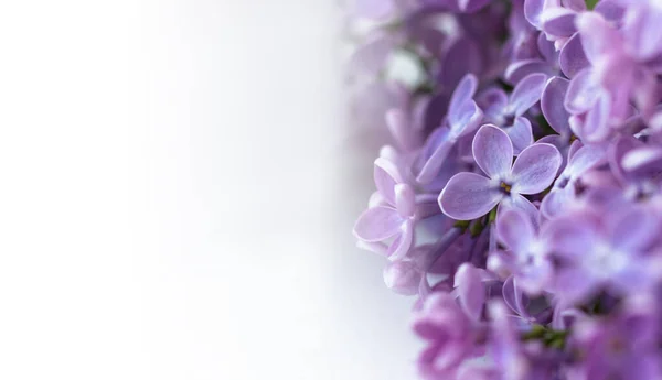 Postcard Lilacs Space Text — Stock Photo, Image