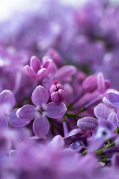 Macro Photo Lilacs Close Spring Postcard — Stock Photo, Image