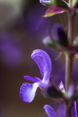Çiçekli adaçayı çiçekleri. Yararlı ve iyileştirici bitkiler. Makro fotoğraf. Hindiba 'ya yakın çekim