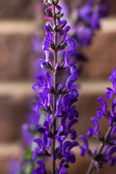 Flores Salvia Florecientes Plantas Útiles Curativas —  Fotos de Stock