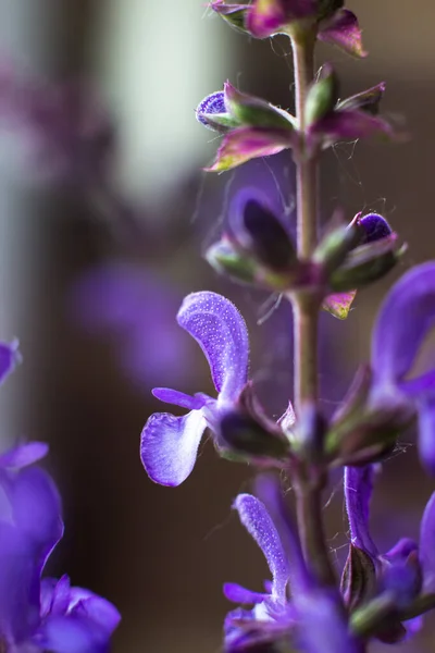 Flores Salvia Florecientes Plantas Útiles Curativas —  Fotos de Stock