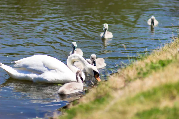 White Swans Chicks Lake Baby Swan Young Swan Cygnet His — Stockfoto