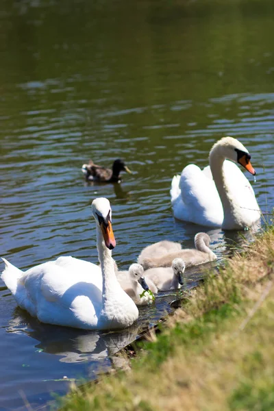 White Swans Chicks Lake Baby Swan Young Swan Cygnet His — Stockfoto