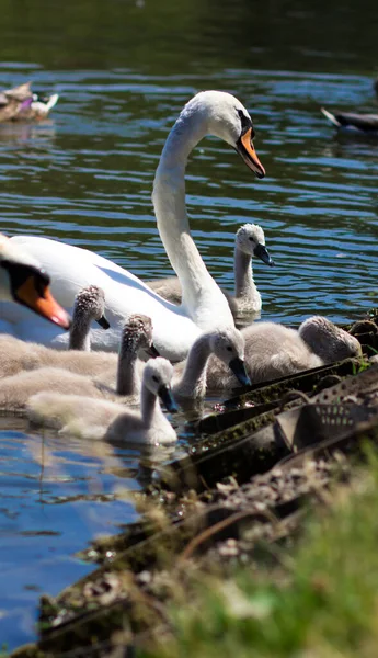 White Swans City Park Baby Swan His Parents Lake — Stockfoto