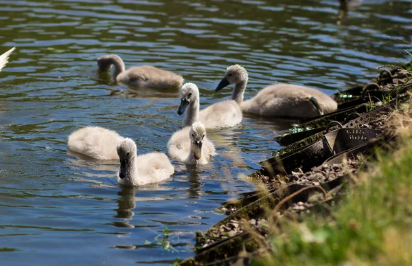 Swan Chicks City Park Little Swans Lake — Stockfoto