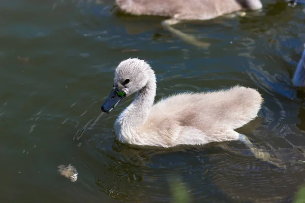 Swan Chicks City Park Little Swans Lake — Stockfoto