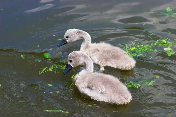 Baby Swan Eat Grass Lake Cygnet City Park — Stockfoto