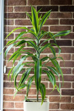 Büyük Dracaena tuğla duvara karşı. Pencerenin kenarındaki tropik kapalı çiçek.