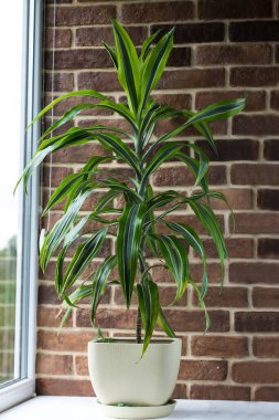 Büyük Dracaena tuğla duvara karşı. Pencerenin kenarındaki tropik kapalı çiçek.
