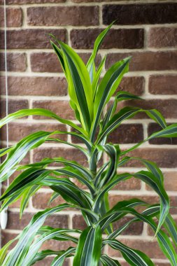Büyük Dracaena tuğla duvara karşı. Pencerenin kenarındaki tropik kapalı çiçek.