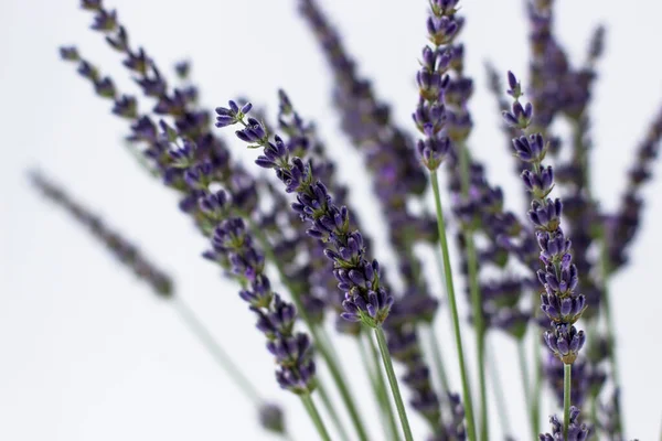 Selective Focus Lavender Flowers White Background Close Foto — Stock Photo, Image