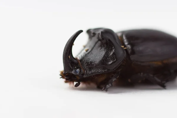 Rhinoceros Beetle Close White Background Dried Beetle — Fotografia de Stock