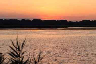 Elektrikli testere ve profesyonel aletlerle ağaçları kesen adam.