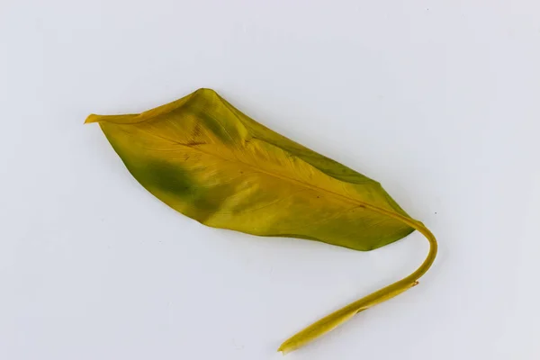 Single Leaf Houseflower White Background Isolate Dried Leaves Dieffenbachia — Zdjęcie stockowe