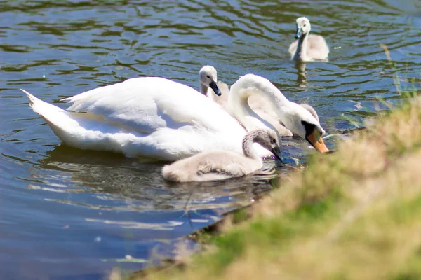 White Swans City Park Baby Swan His Parents Lake — Stockfoto
