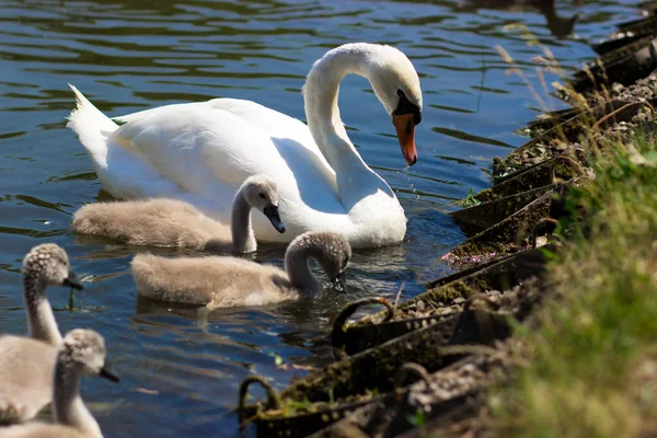 Белые Лебеди Городском Парке Детский Лебедь Родителями Озере — стоковое фото