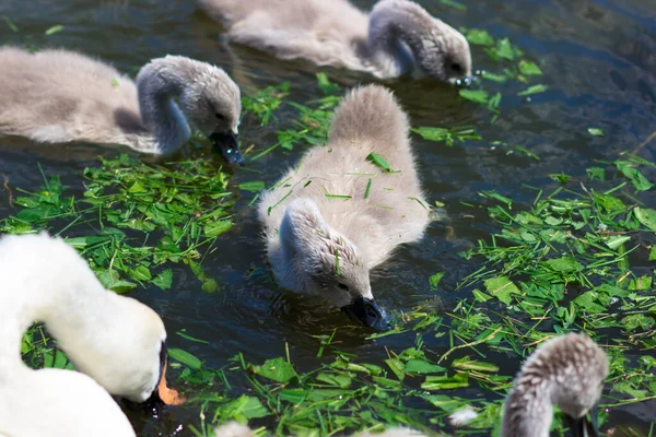 Baby Swan Eat Grass Lake Cygnet City Park — Stockfoto