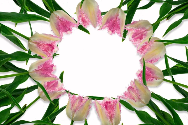 Flower frame in the shape of a circle. Pink tulip frame. Space for text