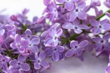 Üzerinde mor leylaklar olan bir kartpostal. Güzel bahar çiçekleri