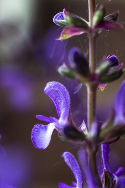 Çiçekli adaçayı çiçekleri. Yararlı ve şifalı bitkiler