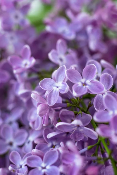 Postcard Purple Lilacs Beautiful Spring Flowers — Stock Photo, Image