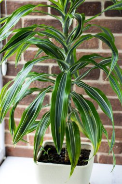 Büyük Dracaena tuğla duvara karşı. Pencerenin kenarındaki tropik kapalı çiçek.