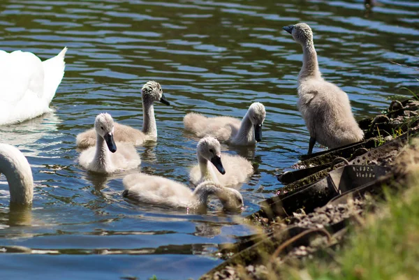Swan Chicks City Park Little Swans Lake — Stockfoto