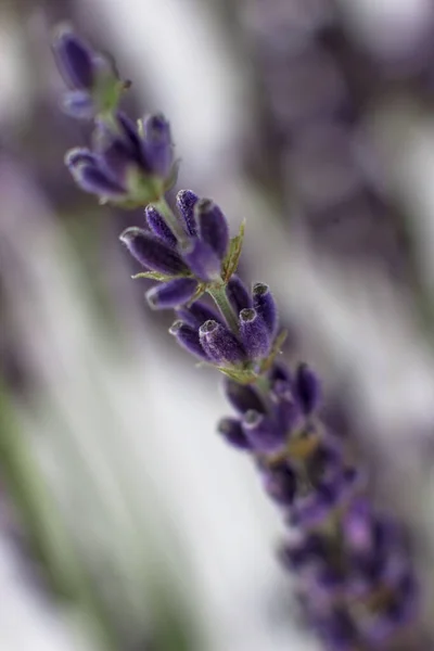 Close Lavender Macro Photo Sprig Lavender Selective Focus —  Fotos de Stock