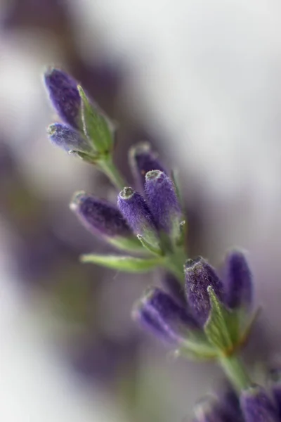 Close Lavender Macro Photo Sprig Lavender Selective Focus — Fotografia de Stock
