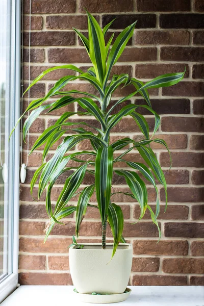 Large Dracaena Brick Wall Tropical Indoor Flowers Window — Stock Photo, Image