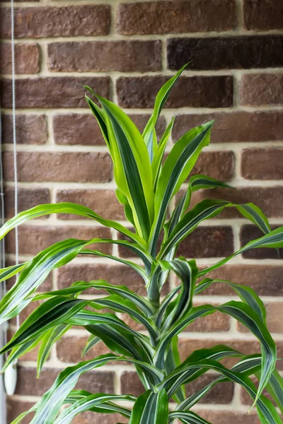 Büyük Dracaena tuğla duvara karşı. Pencerenin kenarındaki tropik kapalı çiçek.