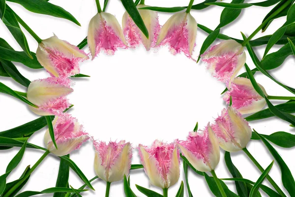 Flower frame in the shape of an oval. Pink tulip frame. Space for text