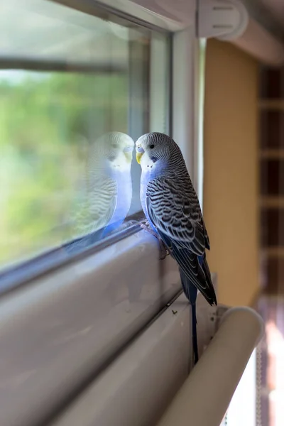 Bougeoir Bleu Regarde Par Fenêtre Perroquet Sur Balcon — Photo