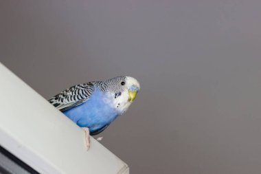 Mavi muhabbet kuşu aşağı bakıyor. Evcil hayvan