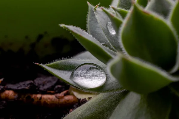 Macro Dew Drops Leaves Succulent Plant Common Houseleek Sempervivum Tectorum — Stock Photo, Image