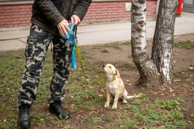 Sahibi, elinde plastik torbayla kaka temizliyor. Kamu parkında yürüdüğü köpekten sonra. Temiz bir çevreye önem ver..