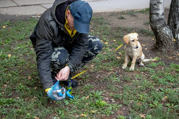 Власник Прибирає Кішку Пластиковим Пакетом Руках Після Собаки Він Ходить — стокове фото