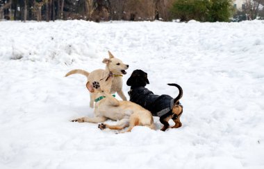Karda oynayan köpekler.