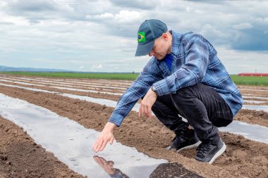 Çiftçi, plastik gübrelerin toprak örtüsü olup olmadığını kontrol ediyor ve izliyor. Açık havada filizlenmek için tarım uygulamalarında plastik malzemelerden tünel ve tarım filmleri.