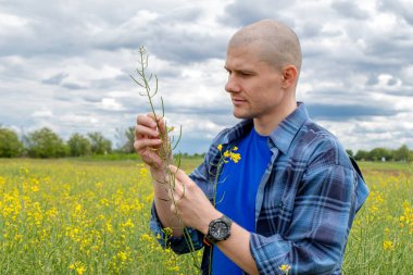 Tarladaki kanola tecavüz kapsüllerini inceleyen yağ tohumlu tecavüz mahsulünde duran çiftçi ya da çiftçi. İlkbaharın sonunda kolza tohumu bitkileri.