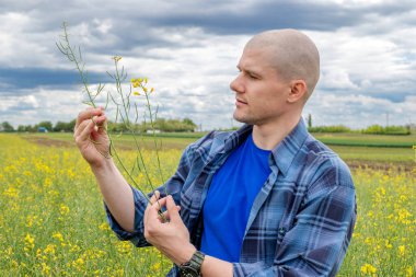 Tarladaki kanola tecavüz kapsüllerini inceleyen yağ tohumlu tecavüz mahsulünde duran çiftçi ya da çiftçi. İlkbaharın sonunda kolza tohumu bitkileri.