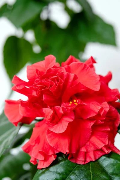 Enfoque Suave Una Flor Hibisco Pétalo Rojo Una Planta Verde — Foto de Stock